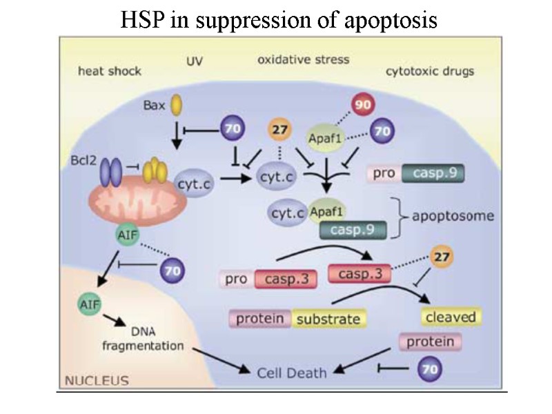 HSP in suppression of apoptosis
